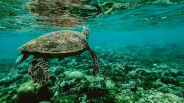 Wallpaper 4k Turtle Underwater R