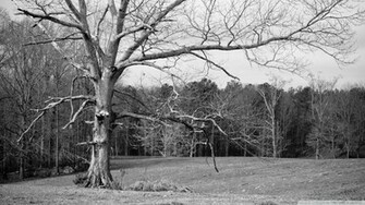 Black And White Nature Wallpaper