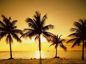 Florida Keys Beaches Sunrise Wallpaper HD Coconut Palm In Of