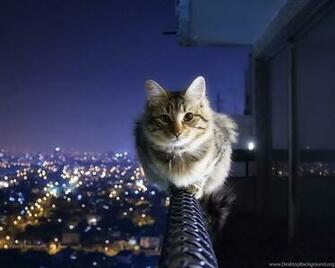 Cat Wallpaper HD Background Image FHD 4k