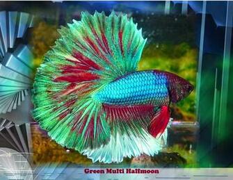 Betta Fish Photos Wallpaper The Fun Bank