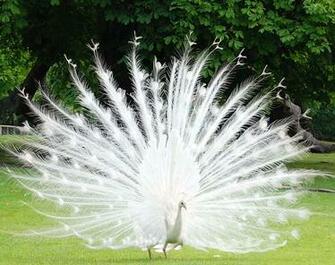White Peacock Wallpaper Zoom