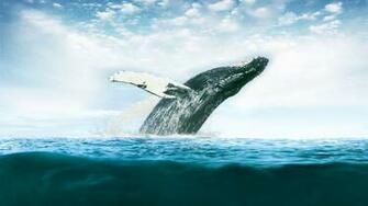 Whale Wallpaper Modern 4k Ultra HD Pics Lanlinglaurel
