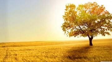 4k Field Wallpaper Top Background