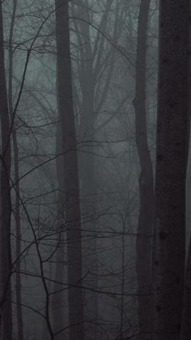 HD Wallpaper From Above Link Woods Forest Trees