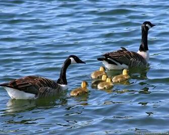 Geese Wallpaper Animal Literature