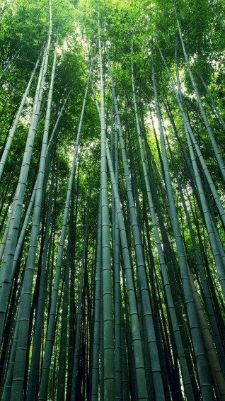 Top Bamboo Forest iPhone Wallpaper Full HD 4k To Use