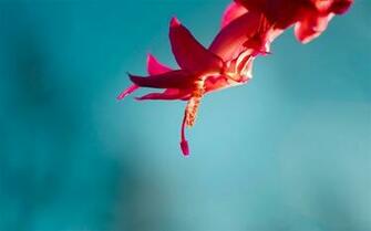 Windows Rtm HD Fond D Cran Aper U 10wallpaper