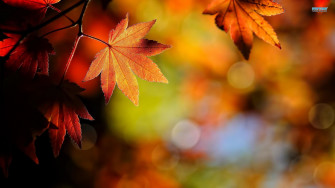 Fall Leaves Wallpaper HD