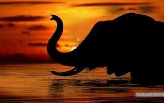 Elephants Wallpaper Wild Life Animals Background Inspirational
