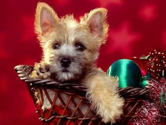 Wallpaper S Cool Christmas Puppy