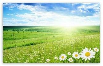 Field Of Flowers HD Desktop Wallpaper Widescreen High Definition
