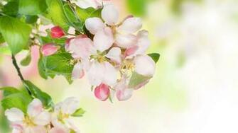Wallpaper Cherry Blossoms Branch Spring Large On The Desktop
