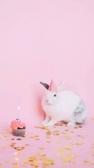 Top White Rabbit Wallpaper Full HD 4k To Use