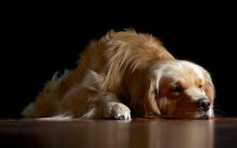 Sleeping Dog HD Desktop Wallpaper Widescreen High