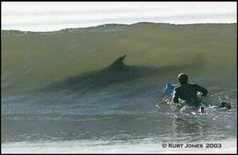 Amazing Shark Pictures