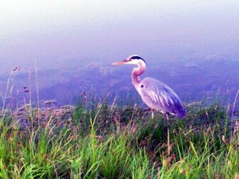 Heron Wallpaper