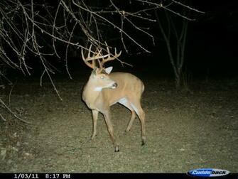 Monster Buck Wallpaper Weddingdressin