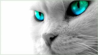 Cat Wallpaper