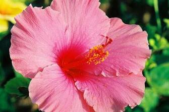 Hawaiian Flowers Amazing Wallpaper