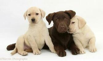 Beautyfull Chocolate Labrador
