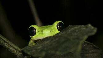Animals Frogs Red Eyed Tree Frog Amphibians Wallpaper