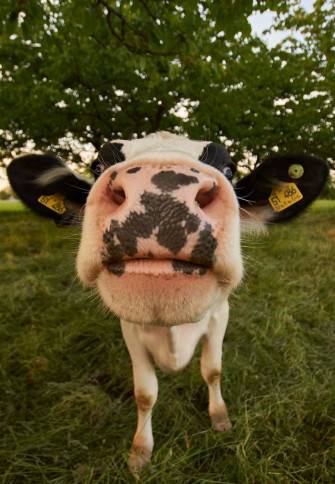 Cow iPhone Screen Display Wallpaper