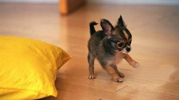 Chihuahuas Very Cute Puppy Wallpaper On