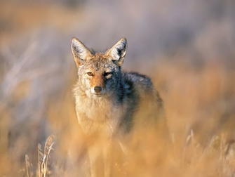Pic New Posts Wallpaper Coyote