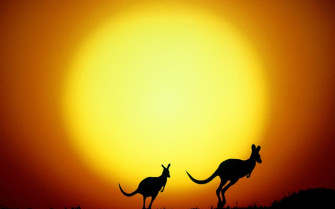 Kangaroo 4k Wallpaper For Your Desktop Or Mobile Screen And