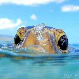 Clark Little Photography Hawaii My Home