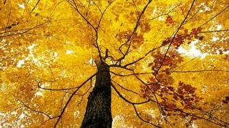 Fall Foliage Wallpaper HD Net