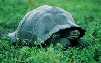 Wallpaper Animals Turtle