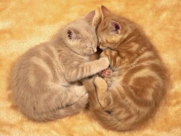 Just Love Cats Wallpaper