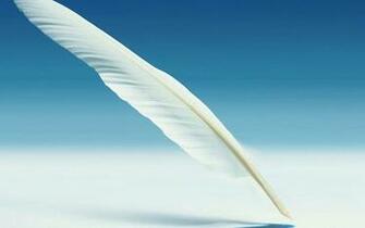 Wallpaper Feather Desktop