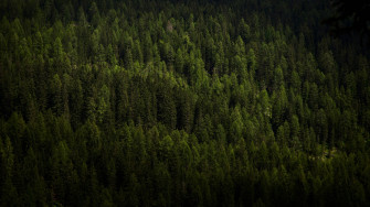 4k Forest Wallpaper