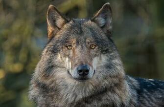 Wolf Predator Background Wallpaper Photos Pictures