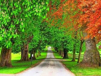 Wallpaper Trees