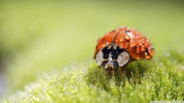 Macro Wallpaper Photography Hq Pictures 4k