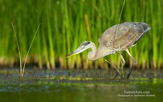 Heron Wallpaper