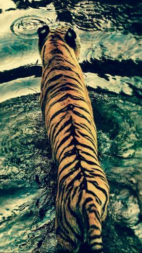 Animal Tiger Wallpaper Id