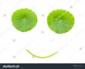 Smiling Leaves Fresh Gotu Kola Isolated On White