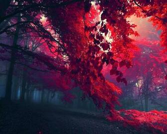 Landscapes HD Wallpaper Wallpaper202