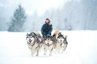 Dog Sledding Wallpaper High Quality