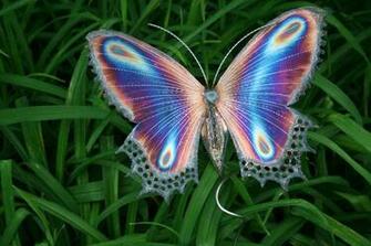 Butterfly Purple Wallpaper Allpaper