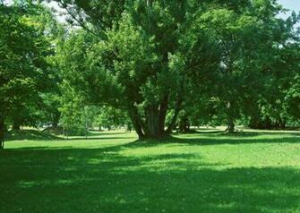 Get Tree To Certain Shape