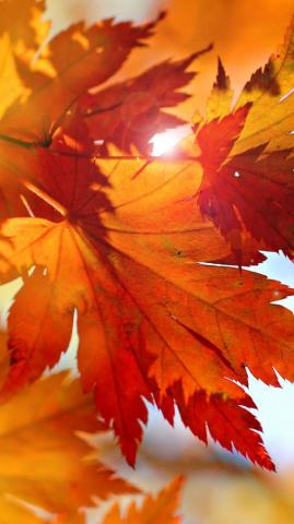Autumn Leaves