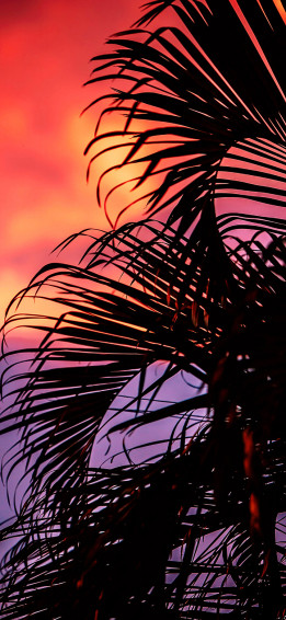 Aesthetic Of Dark Palm Leaves 4k Phone Wallpaper