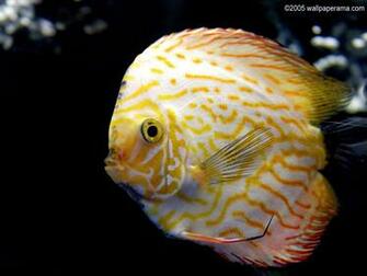 Discus Fish Wallpaper HD Background Image Pictures