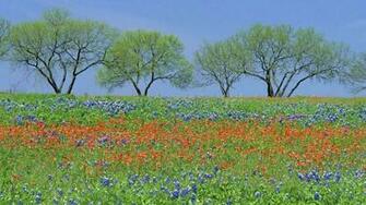 Bluebonnet Wallpaper Image